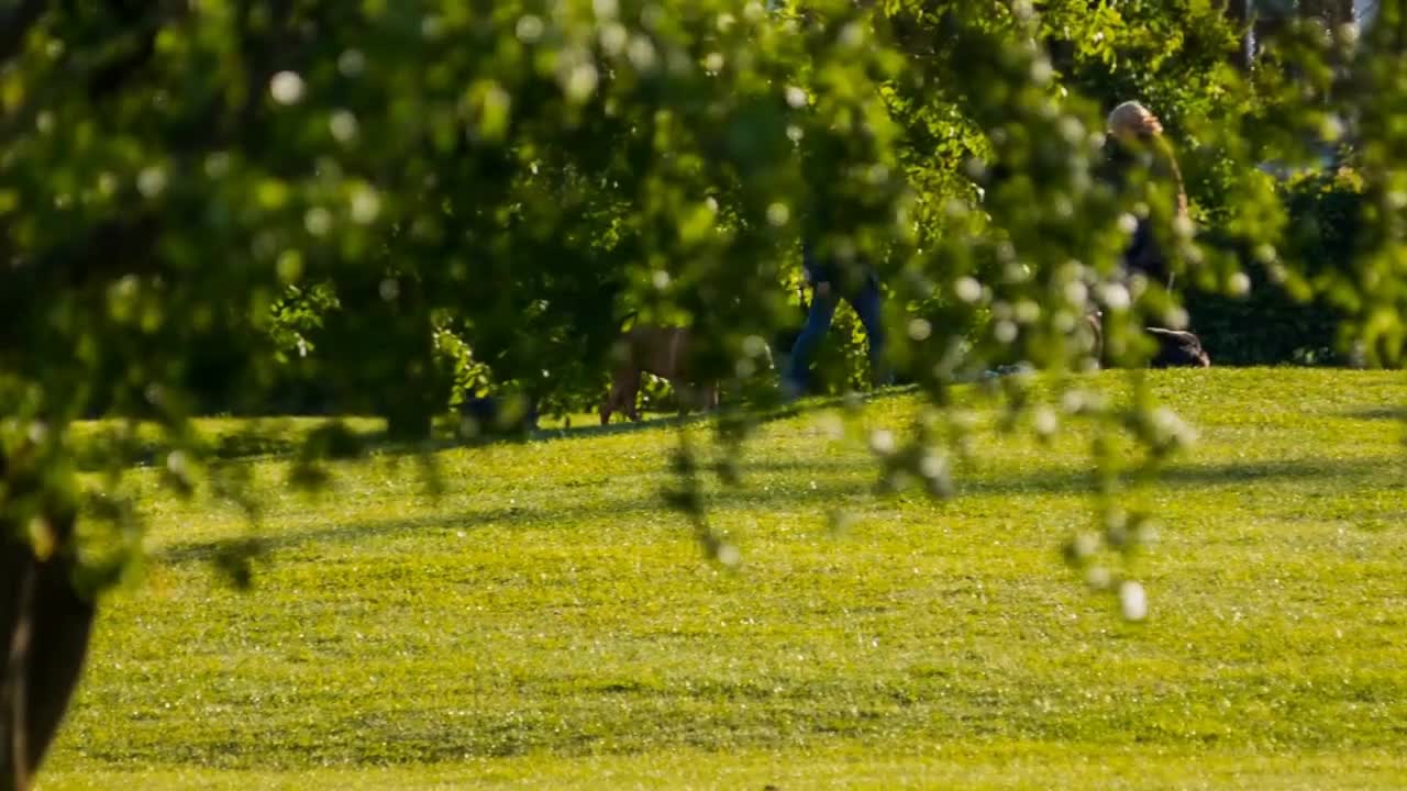 Dog Running Uphill to Owner in Green City Park