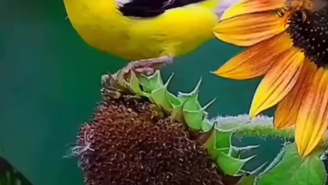 So beautiful yellow colour Bird