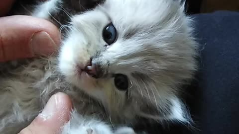 very small cat