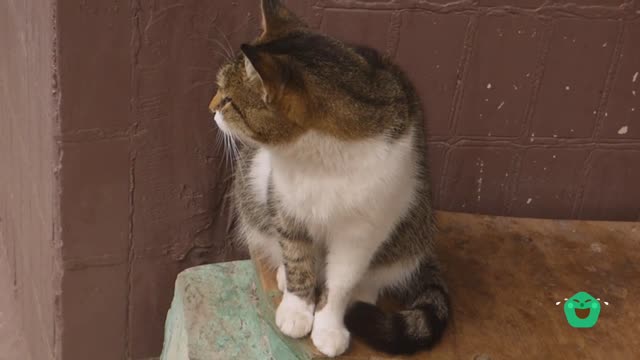 The cat is sad sitting alone