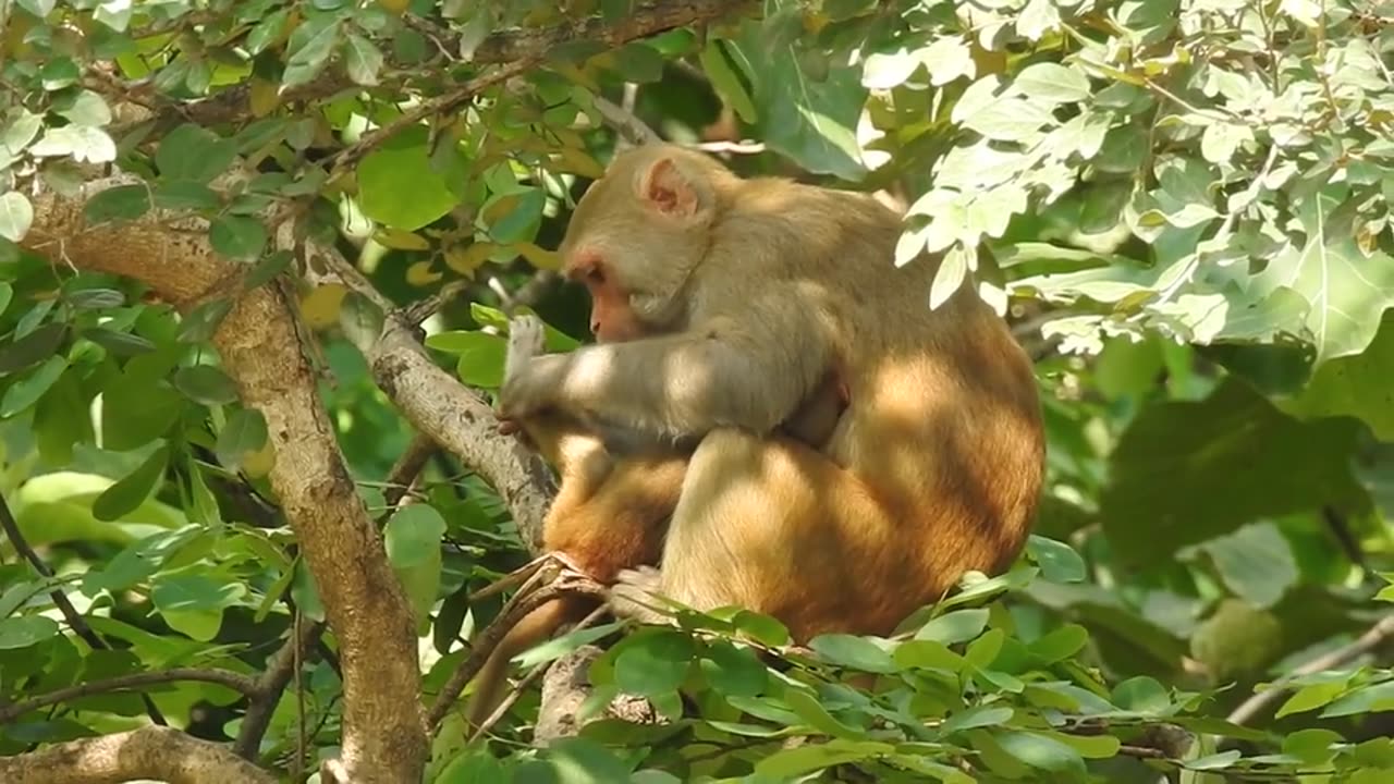monkey family