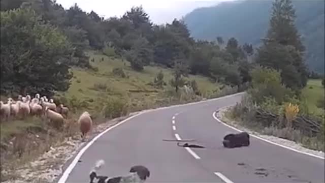 Funniest Animals Video - Shit Day - Funny video- sheep overwhelm the shepherd