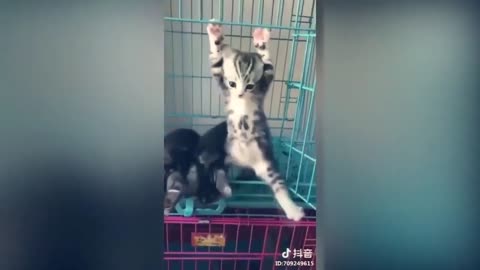 TikTok Funny Cats Compilation