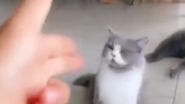 Funny cat video funny dogs videos cat video 2022cat video new funny video cat shut video