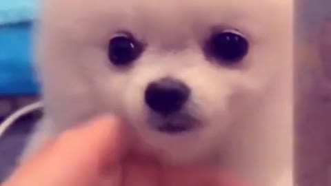 Cute Puppy doing Incredible Tricks