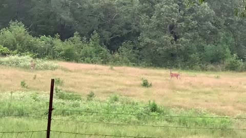 Whitetail deer in the pasture