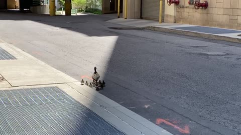 City Ducks