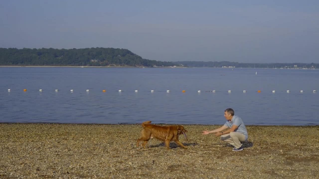 Man Plays Frisbee with his Golden Retriever Dog on the Beach Shore