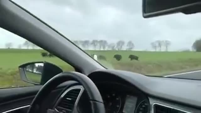 Herd Of Wild Boars Crossing The Road