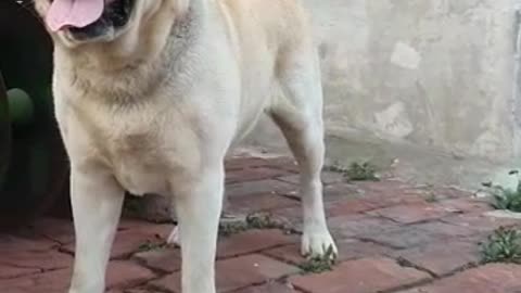 Beautiful Dog Indian