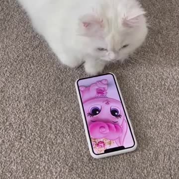 Most Amazing videos of cat slide photos on mobile like human