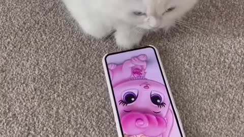 Most Amazing videos of cat slide photos on mobile like human