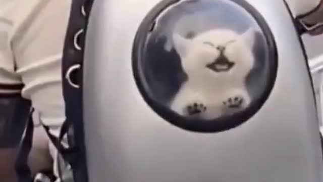 unny # Bull and horse disco