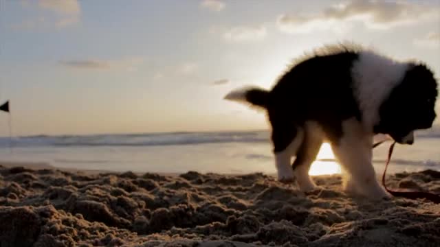 dog playing in sea