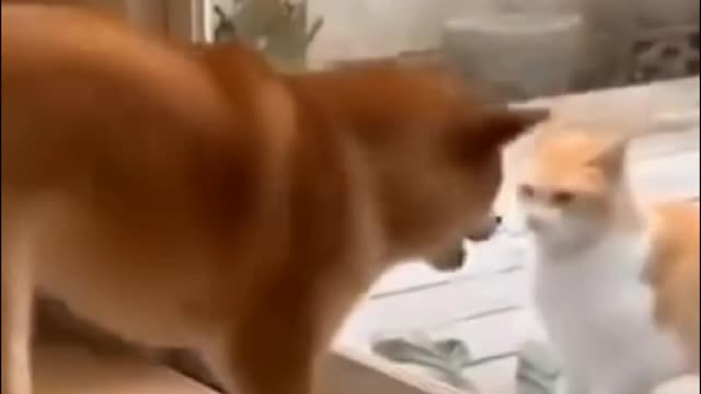 Cats And Dogs Fighting Funny Video