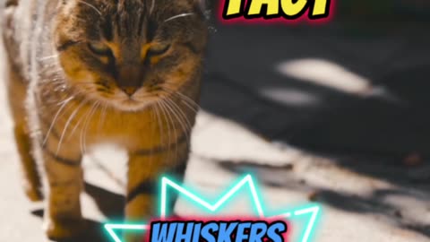 Amazing Cat Fact | Whiskers for Sensing #cat #catlover #catlife #catlove #catloversclub