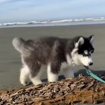 Do you like this Husky Puppy