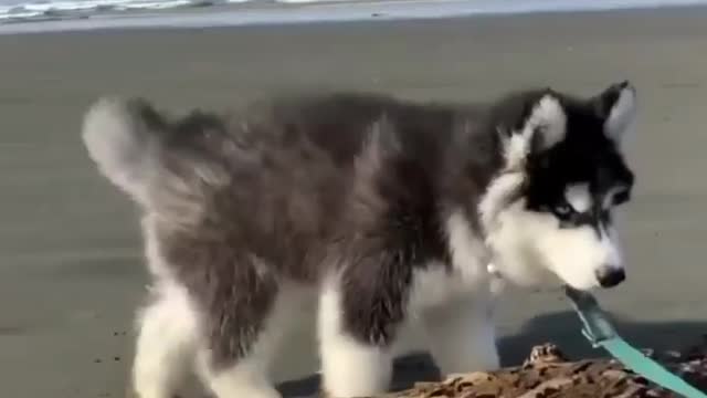 Do you like this Husky Puppy