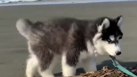 Do you like this Husky Puppy