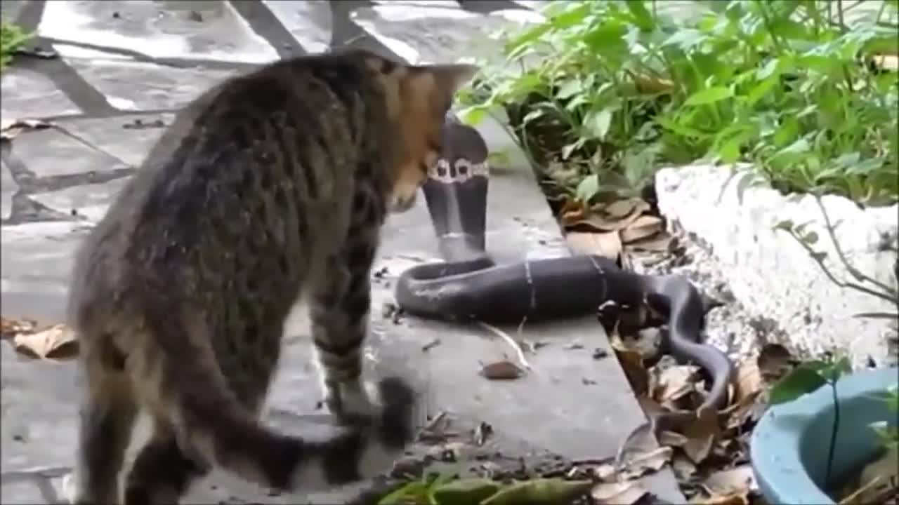 Cats gets scared by Wild Animals Compilation.