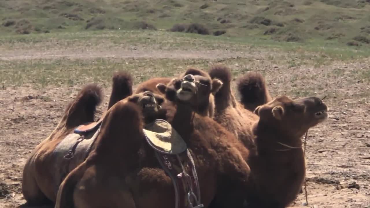 cute camels eating a meal video