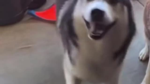 Husky loves to dance