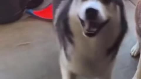 Husky loves to dance