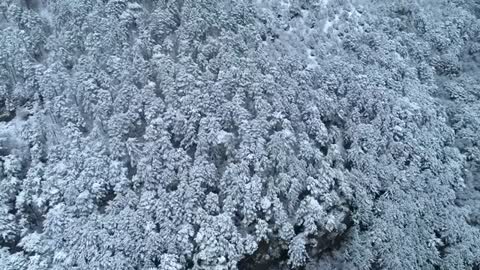 fresh snow covering a deep forest