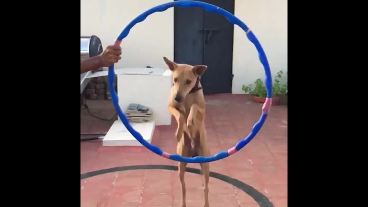 Kid training his dog to jump hula hoop