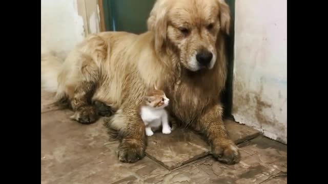 Super big dogs and kittens