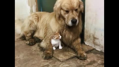 Super big dogs and kittens