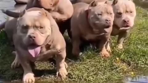 Short video- dog short video- pitbull dog short video- dog new short video 2021