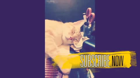 Cute Cats And Kittens _ Cutest Cats Compilation 2021 _ Best Cute Cat