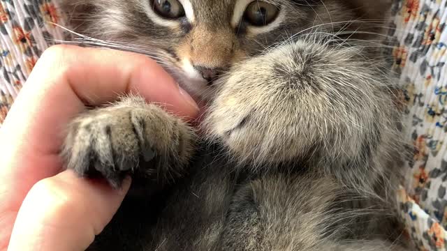 Lovely Kitten