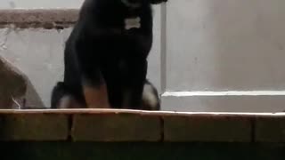 Cute puppy dutch shepard and collie mix