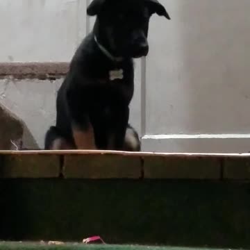 Cute puppy dutch shepard and collie mix