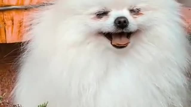 Dog Video's Cute Dog Videos! Lovely Dog Pubby dog