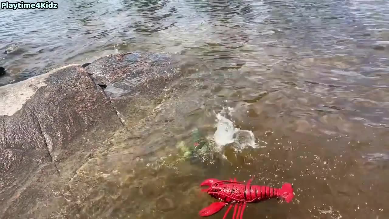 The Eagle Hunting Octopus in The Ocean