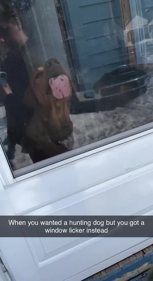 When you want a hunting dog but got a window licker instead!