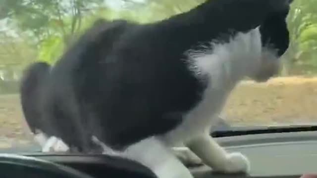 Funny cat