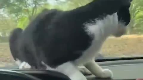 Funny cat