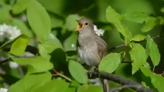 The bird dj is extremely happy