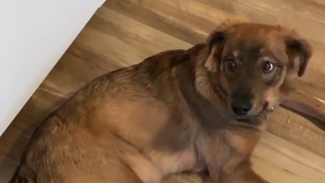 Dog is not allowing owner to open fridge door