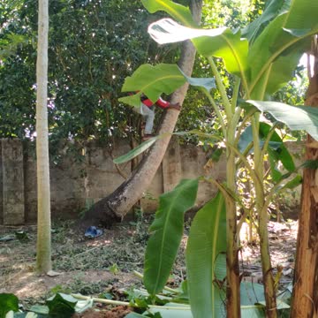 Climbing coconut tree 🌴
