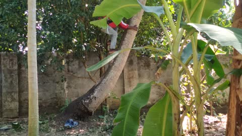 Climbing coconut tree 🌴