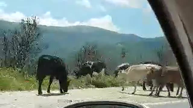 Cows on the road Prilep-Gradsko on Pletvar - Be careful