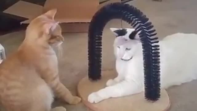 When Cats Have Fun