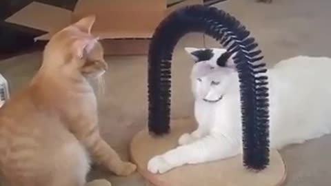 When Cats Have Fun