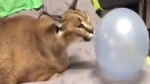 A cat tryn to pop a ballon but something unexpected happens