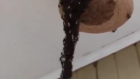 Ants Form Bridge With Bodies To Attack Wasp Nest